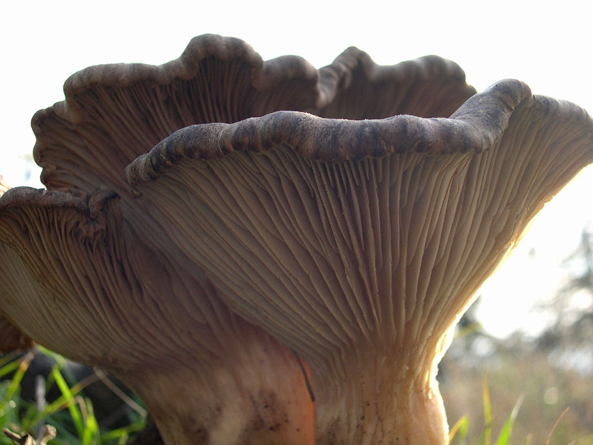 Pleurotus eryngii (Cardunceddhu)